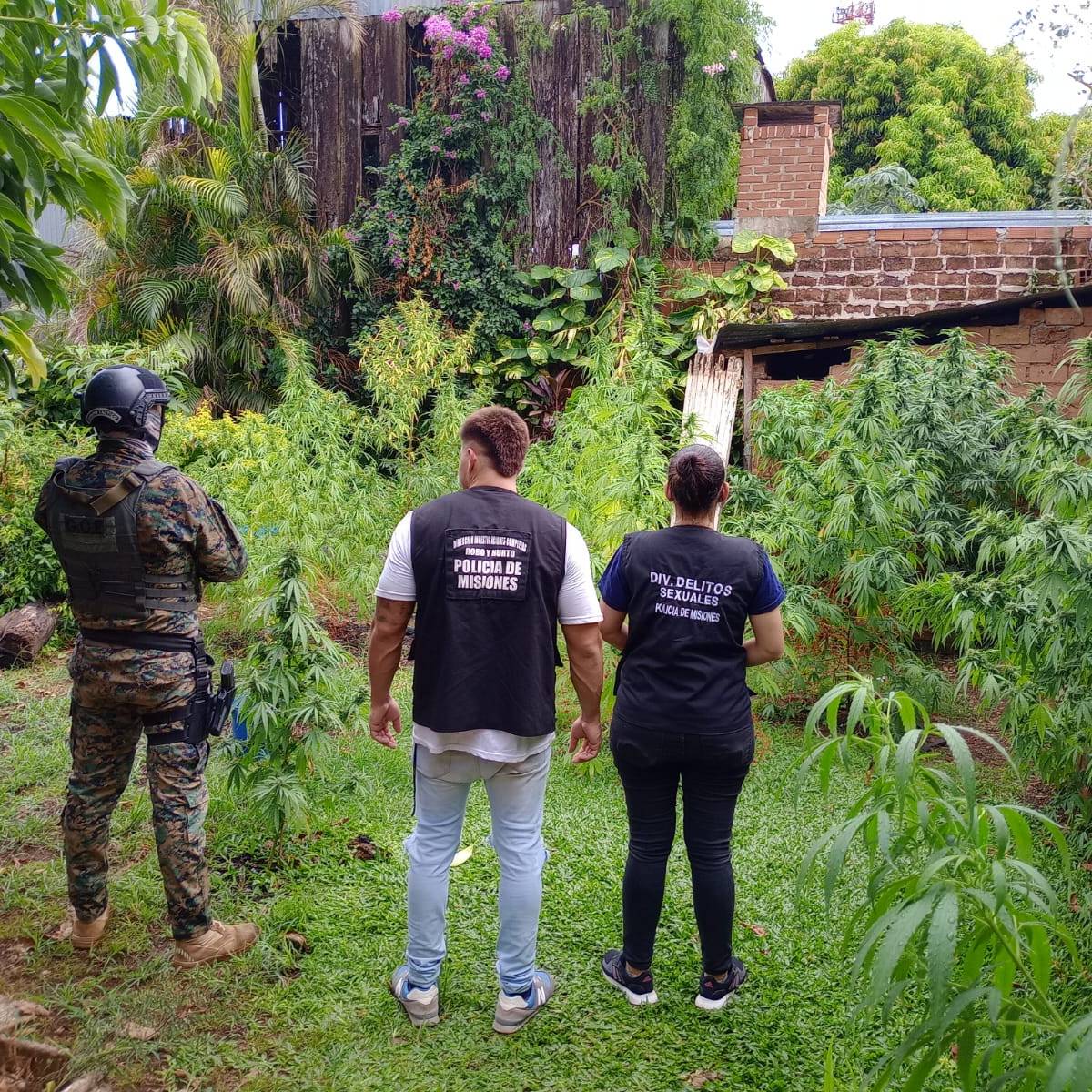 Investigadores de la Policía detectaron una plantación de marihuana en Posadas